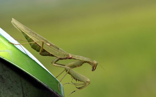 Close-up of dragonfly on leaf