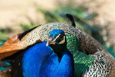 Close-up of peacock