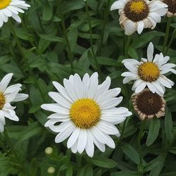 Close-up of white flowers blooming outdoors