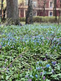 Close-up of purple flowering plants on land