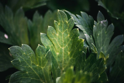 Close-up of fresh green leaves on plant in field