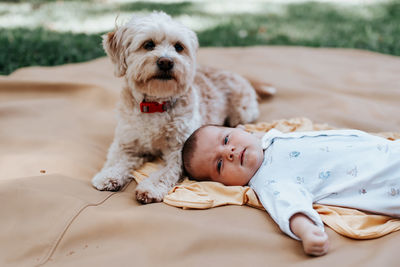 Portrait of cute dog lying outdoors