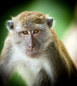 Close-up portrait of monkey