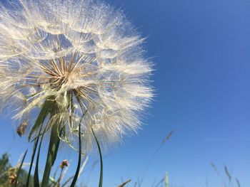 Low angle view of dandelion against blue sky
