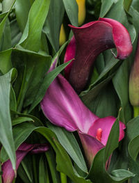 Close-up of pink flowers