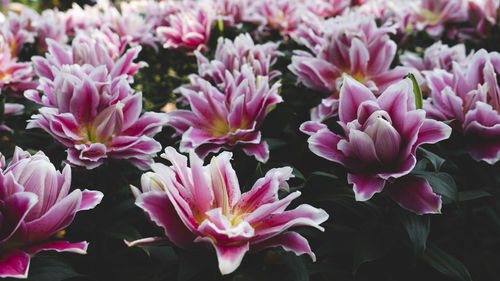 Close-up of pink flowering plants