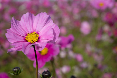 Close-up of purple cosmos flower blooming outdoors