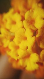 Close-up of yellow flower blooming outdoors