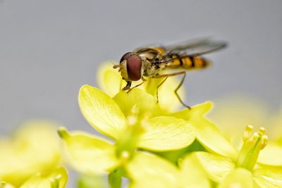 Close-up of bee on flower