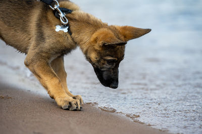 Dog on the beach