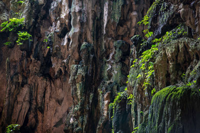 Full frame shot of tree trunk