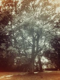 Trees growing in sunlight