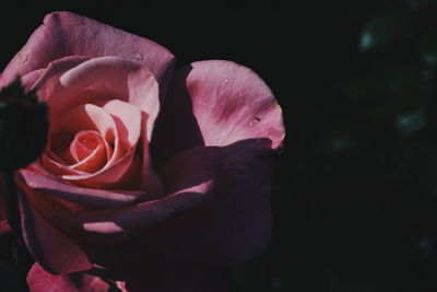 Close-up of rose against black background