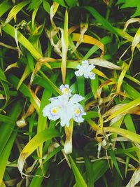 Close-up of white flowers