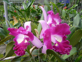 Close-up of pink flowers blooming outdoors