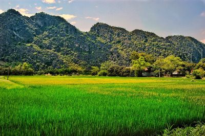 Scenic view of agricultural field against sky