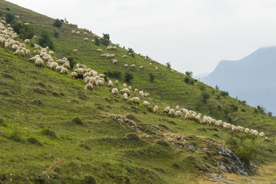 View of sheep grazing on field against sky