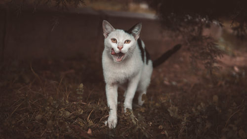 Portrait of cat standing on field