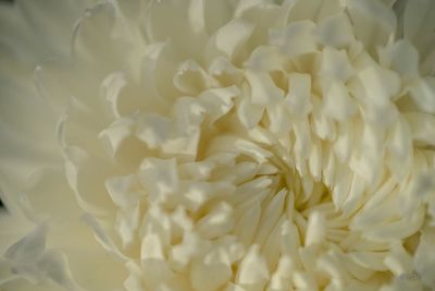 Full frame shot of pasta