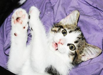 Close-up portrait of cat