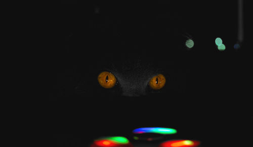 Close-up portrait of a cat on the dark