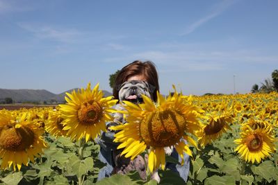 View of yellow sunflowers and pugdog