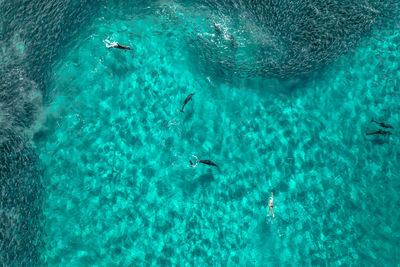 High angle view of fish underwater