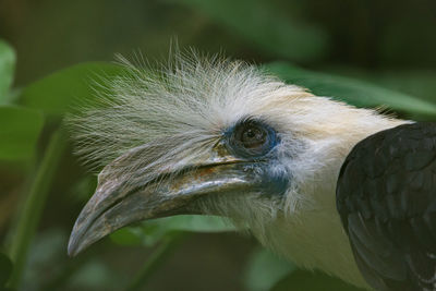 Close-up of eagle