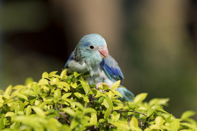 Close-up of bird perching on plant