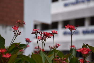 Close-up of red flowering plants