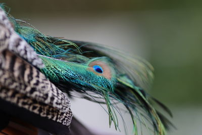 Close-up of peacock