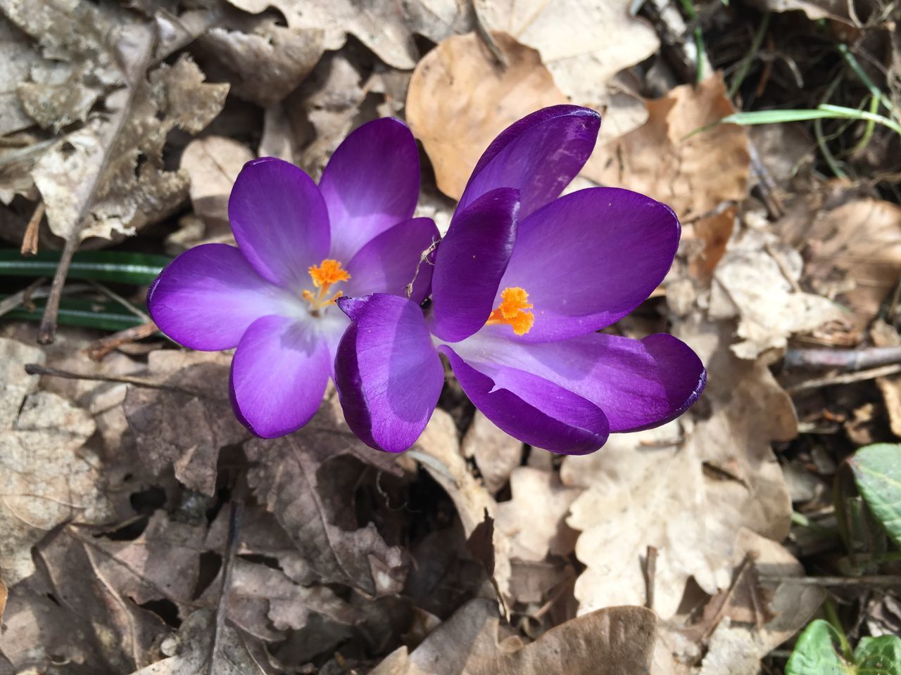 CLOSE-UP OF PURPLE CROCUS FLOWERS ON ROCKS