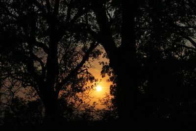 Silhouette trees in forest against sky at sunset