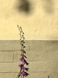 Close-up of plant against wall