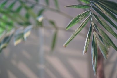 Close-up of raindrops on plant