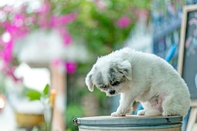 Close-up of a dog