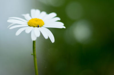 Close-up of white daisy flower