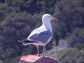 Close-up of bird perching outdoors