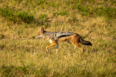 Portrait of fox on grassy field