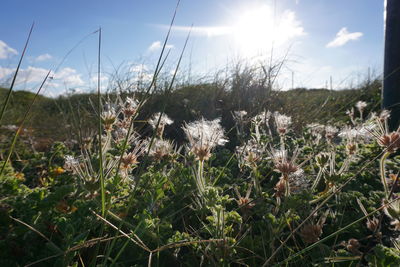 Close-up of sheep on field against sky
