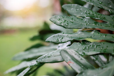 Close-up of water drops on leaves