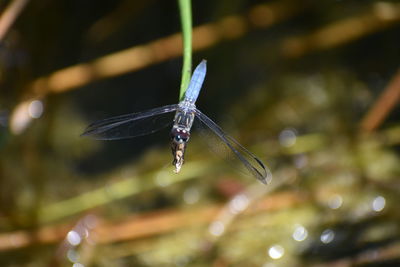 Close-up of dragonfly