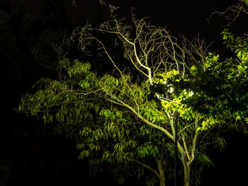 Close-up of plants against black background