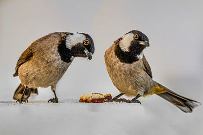 Close-up of birds feeding