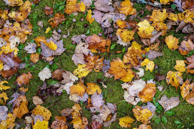 High angle view of maple leaves on road