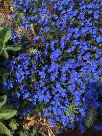 High angle view of purple flowering plants