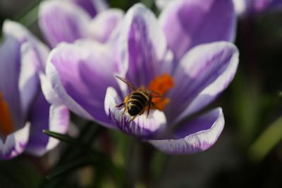 Close-up of honey bee on purple flower