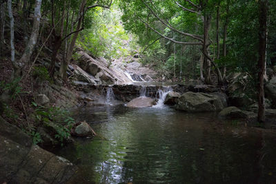 River flowing through forest