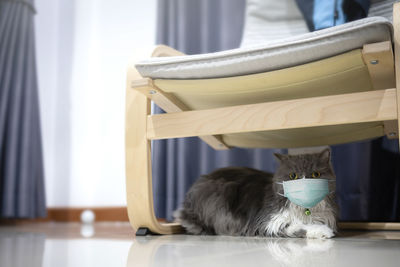 Rear view of man sitting on chair at home