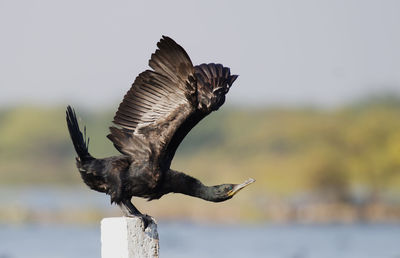 Close-up of cormorant perching on wooden post